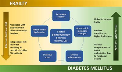 Frailty and diabetes in older adults: Overview of current controversies and challenges in clinical practice